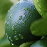 rainy lime